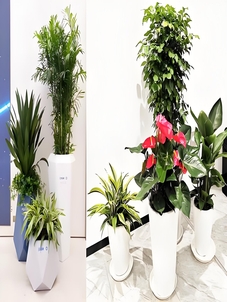 探寻慈溪专业花卉出租，开启绿植美化之旅